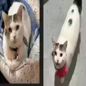 lost female cat mia